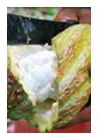 Colheita de Cacau